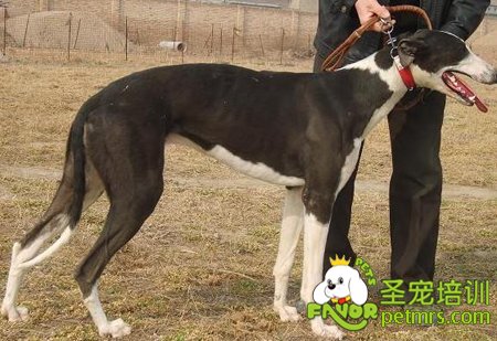 細犬