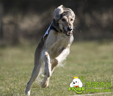 薩路基獵犬