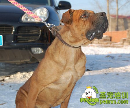 土佐犬