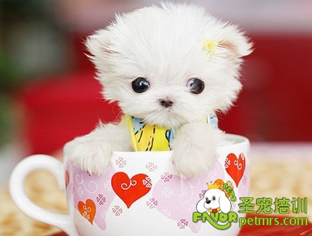 茶杯犬