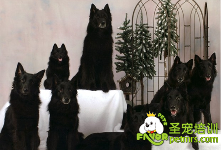 西帕凱犬