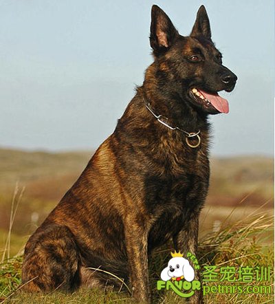 荷蘭牧羊犬