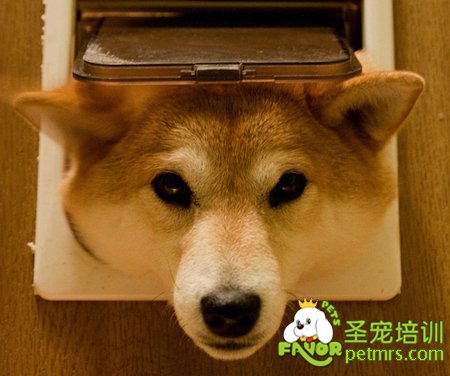 柴犬