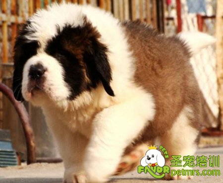 圣伯納犬