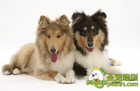 蘇格蘭牧羊犬