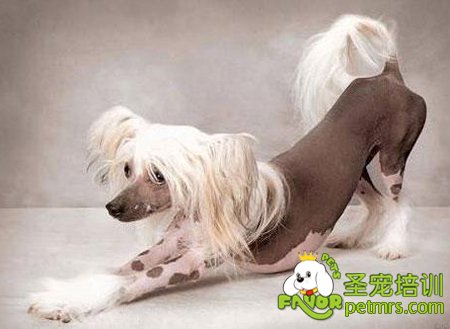 冠毛犬