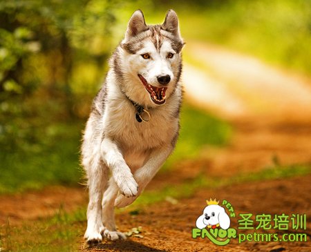 哈士奇