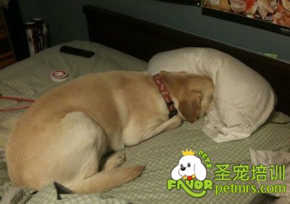 拉布拉多犬