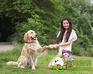 金毛犬