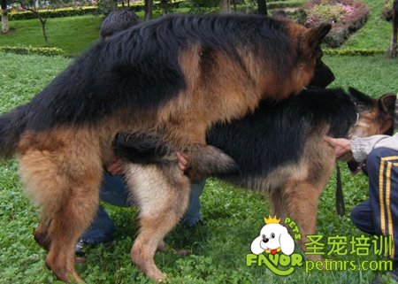 德國牧羊犬