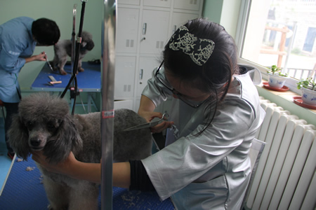圣寵寵物學(xué)員貴賓犬練習(xí)課堂