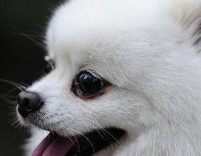 犬眼部癌癥