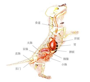 犬消化道癌癥