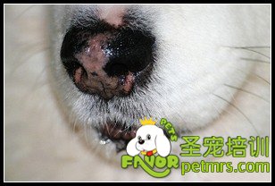 狗狗雪鼻