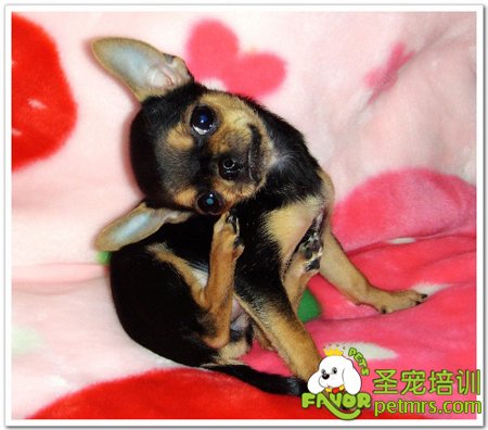 吉娃娃犬