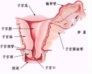 犬卵巢癌