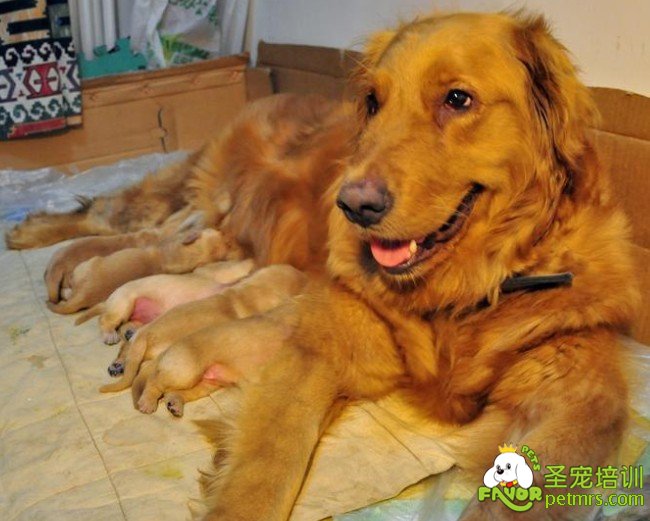 金毛犬