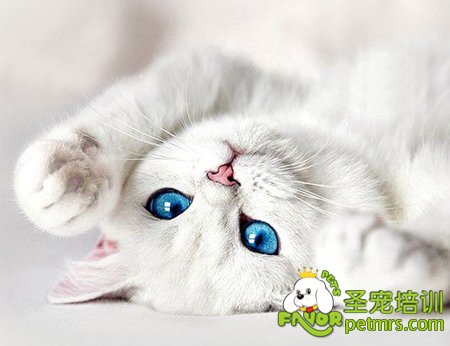貓咪