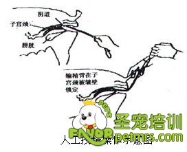 人工授精