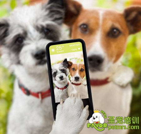 給狗狗拍照