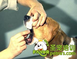 喂狗狗吃藥