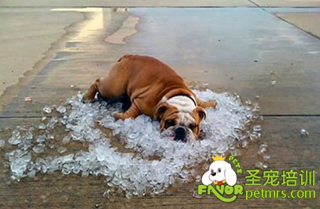 狗狗中暑怎么辦