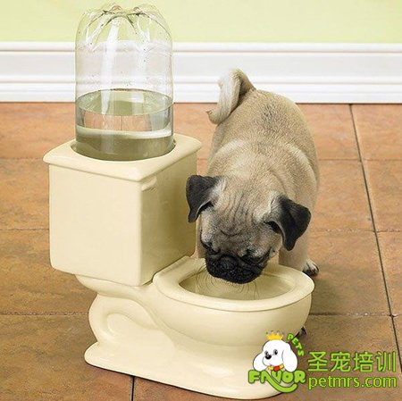 巴哥犬