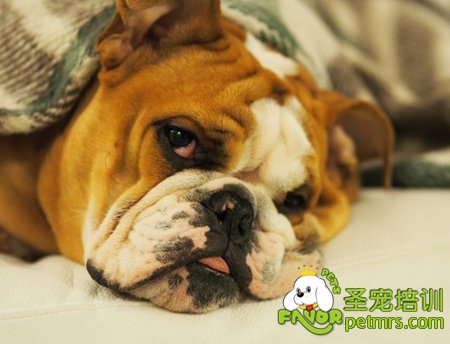 斗牛犬