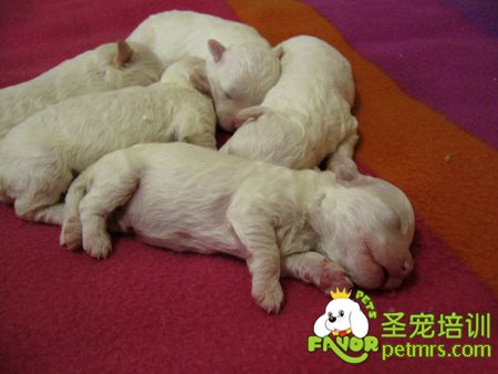 仔犬