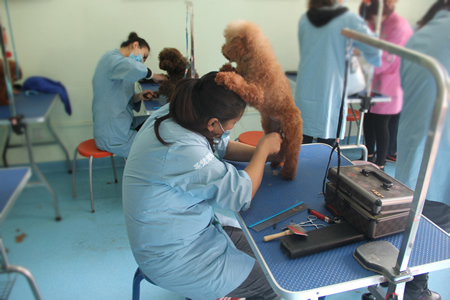 圣寵寵物學員貴賓犬練習課堂