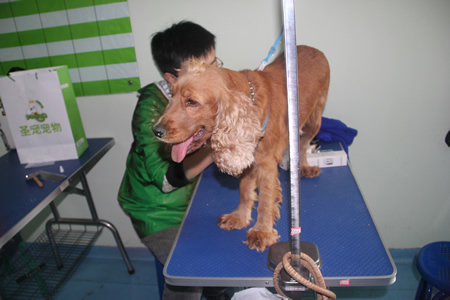 劉瀚超可卡犬練習課堂