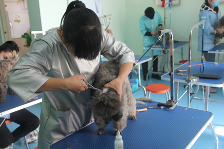 圣寵寵物學員貴賓犬護理練習