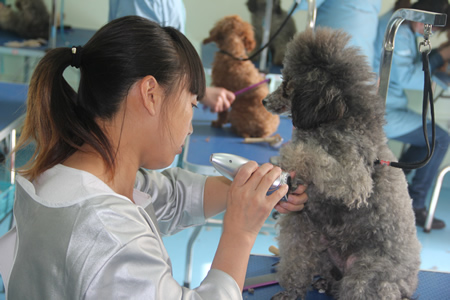 徐仙鋒貴賓犬護理練習課堂