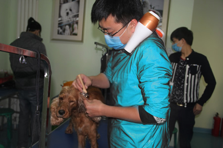 圣寵寵物學員可卡犬護理課堂