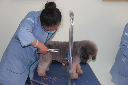 尚麗丹貴賓犬練習課堂