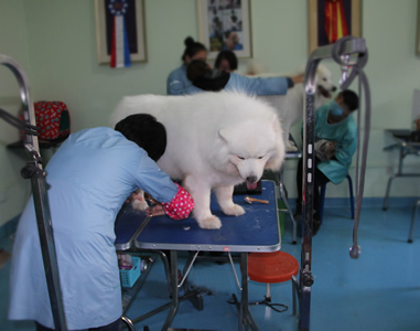 圣寵寵物學員學習課堂