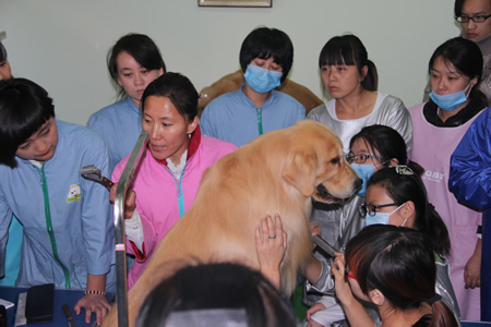 圣寵寵物學員學習課堂