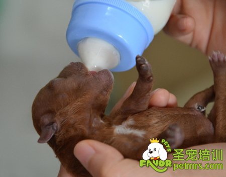 人工喂養狗狗