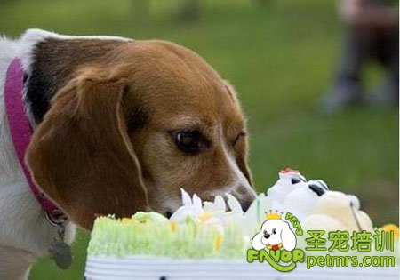 狗狗吃蛋糕