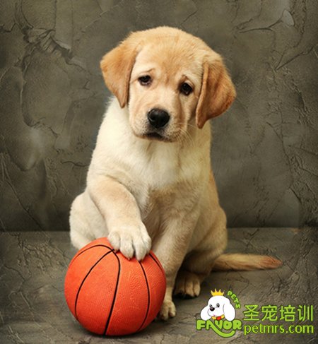 拉布拉多幼犬