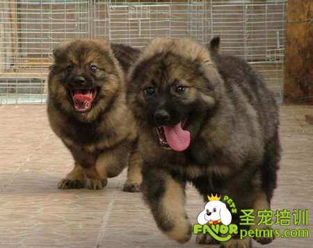 高加索幼犬