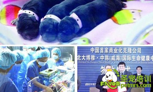 克隆藏獒