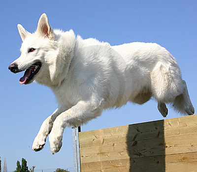 白色德國牧羊犬