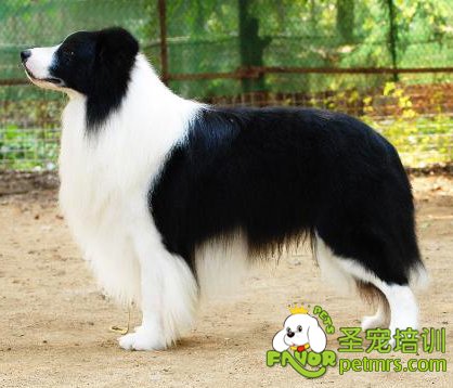 邊境牧羊犬