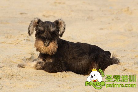 雪納瑞犬
