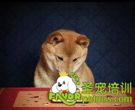 秋田犬