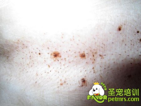 狗狗身上的小黑點