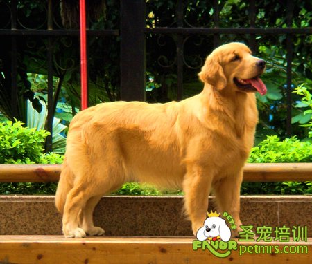 金毛犬