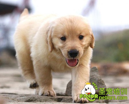 金毛犬幼犬