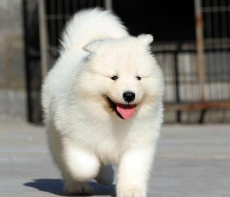 薩摩耶幼犬